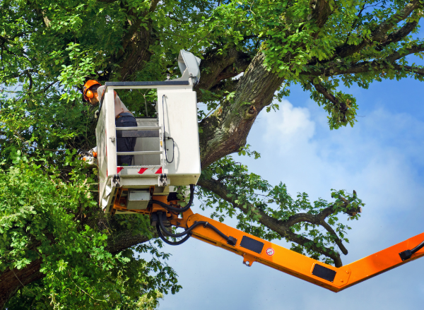 5 Benefits of Hiring a Fallen Tree Removal Service